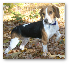 Teacup Beagles For Adoption