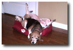 Allie and Digby
