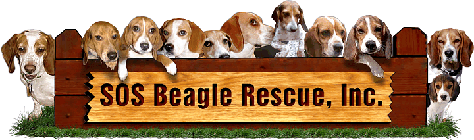 image of beagles