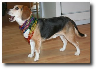 Beagle store rescue adoption